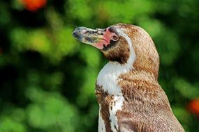 brown Penguin Zoo