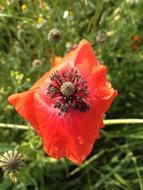 red poppy one