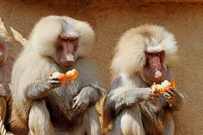 Monkey Baboon at Zoo