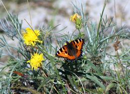 Butterfly Insect yellow flowers