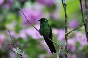 Green Bird on tree branches