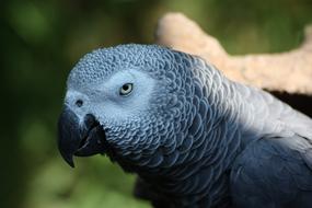 Profile portrait of the beautiful and cute African Grey parrot, at blurred background