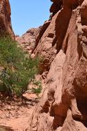 red rock with trees