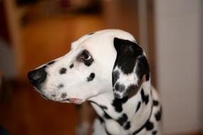 incredibly charming dog black white