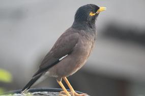 Mynah on a blurred background