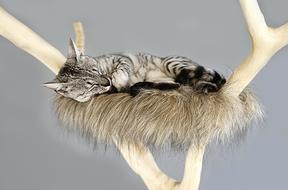 Cat Tree Trunk Sleep