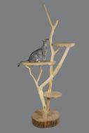 Cat on Multi-Level Cat Tree Stand with scratching post