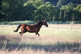 running horse in the field