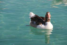 Beautiful, colorful and cute duck, swimming in the beautiful, turquoise water with ripple