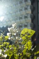 Architecture Plant