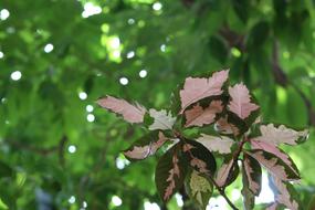 leaves in a beautiful pattern