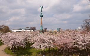 Statue Angel and pink flowers