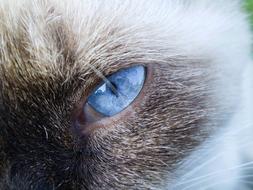 Cat Siamese with Blue Eyes