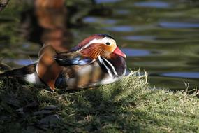Cute, colorful and beautiful bird on the green grass, near the water, in Bali, Indonesia