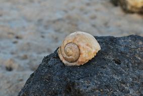 magnificent Snail Rock