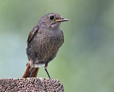 robin, small young Bird close up