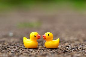 cute ducks love