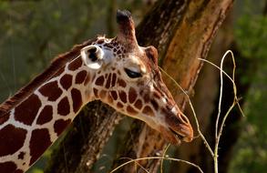 giraffe in safari head