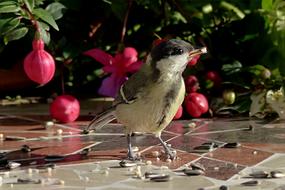 great Bird Tit on bird feeder