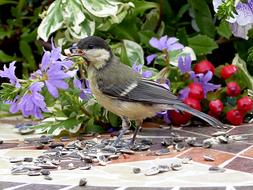 Bird Tit Parus near colorful flowers in the garden