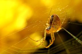 macro view of Spider on Cobweb at sunlight