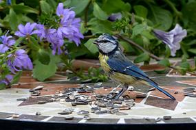 Blue Cyanistes Bird Tit