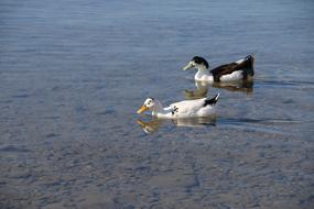 Duck Marine Bird water