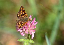 Butterfly orange and pink flower