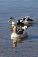 two ducks by the sea