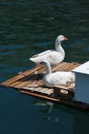 two white ducks on a pier near the water