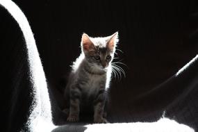 Cat Kitten Sun shadow