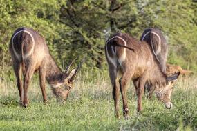 Wild Waterbuck Animal