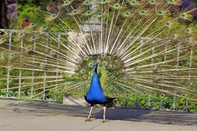 Peacock as a Dashing Bird