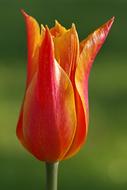 poppy seed bud