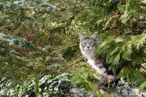 grey white furry Cat beneath tree