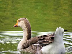 feathered duck water