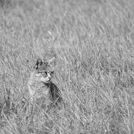 Cat In The Grass, Black And white