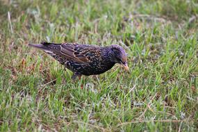 Star Bird Songbird on grass