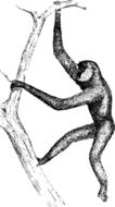 asian gibbon drawing