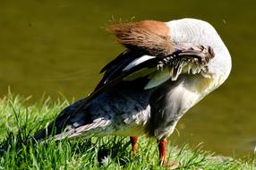Merganser Ducks green grass