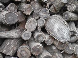 Tree Logs Texture background