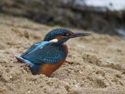 the sand bird is beautiful