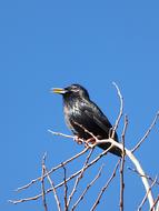 black Starling Branches Bird