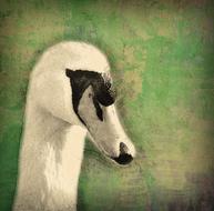 swan bird water drawing