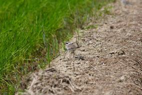 Little Bird near the green field