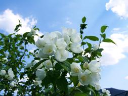 white green leafy flower