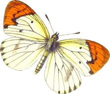 animal butterflies white orange