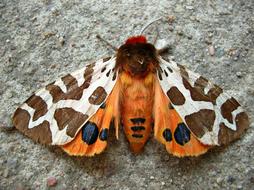 Butterfly Insect Garden Tiger