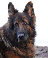 Old German dog