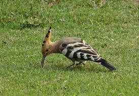 upupa epops Bird green grass, india